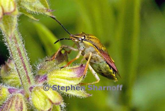 carpocoris mediterraneus 2 graphic